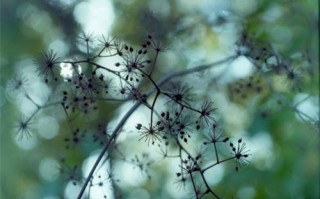 死亡笔记分集剧情介绍（死亡笔记分集剧情简介）